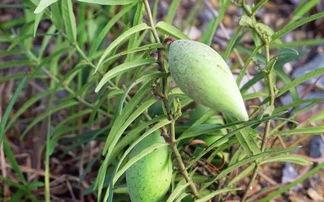 高瓜草怎么吃,高瓜草的多样食用方法探索