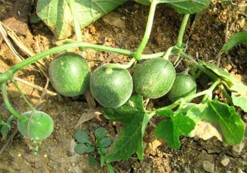 高瓜草怎么吃,高瓜草的多样食用方法探索