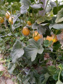 吃九红瑞瓜,探寻古老传说中的神秘瓜果