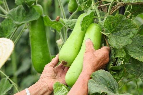 秋瓜梦中吃,一场梦境中的美食之旅