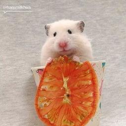 吃货仓鼠克拉克吃瓜,吃货仓鼠的美食探险之旅