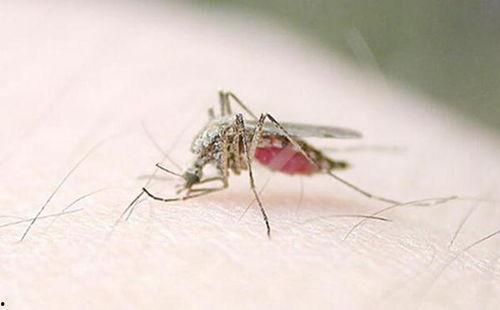 吃瓜的害虫苍蝇,吃瓜者的害虫之谜