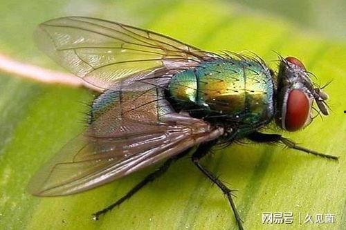 吃瓜的害虫苍蝇,吃瓜者的害虫之谜
