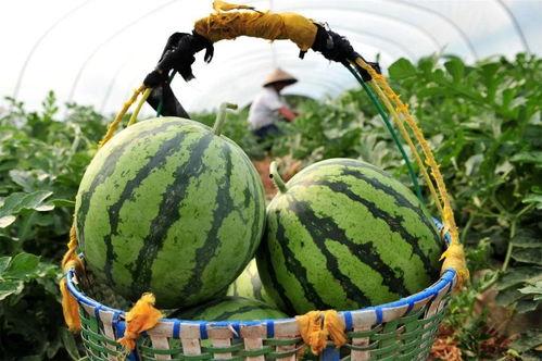 今日有瓜吃吗,揭秘“有瓜吃吗”背后的故事与真相