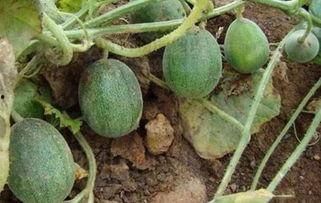 在线网友吃瓜,娱乐圈最新瓜料,揭秘明星幕后故事