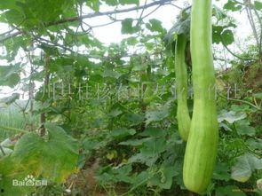 砍瓜何时可以吃,揭秘最佳食用时间