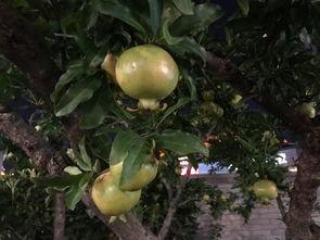 西安榴园吃瓜,夏日炎炎,尽享榴莲飘香美食之旅