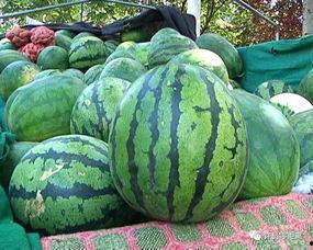 怎么认真吃瓜,如何认真吃瓜