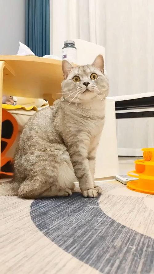 吃瓜阿姨养宠物,温馨日常与欢乐时光