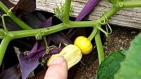 瓜苗瓜花可以吃吗,天然美食，健康之选