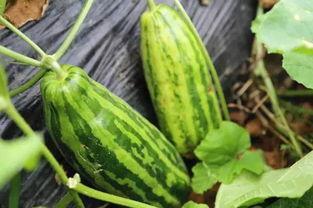 辞曦在线吃瓜,揭秘娱乐圈幕后故事