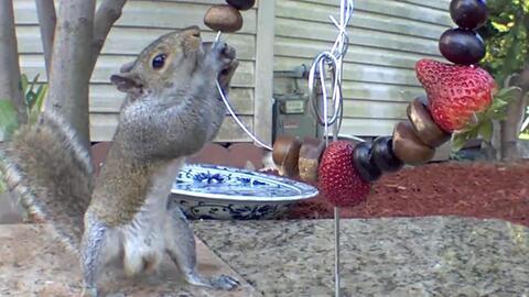 小松鼠吃瓜,小松鼠的夏日瓜果盛宴